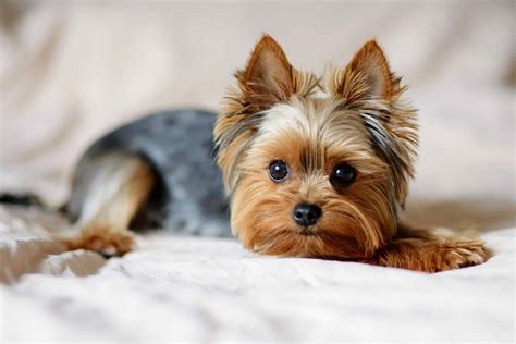 picture yorkie